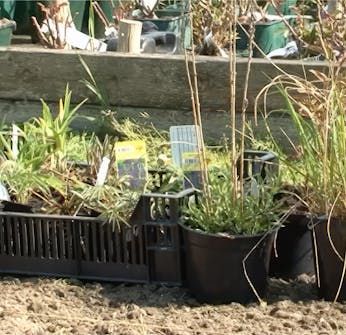 Stauder gjør plantene klare Stauder gør planterne klar